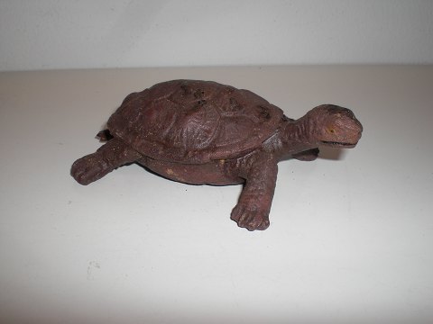 Kæmpeskildpadde i Lineol.